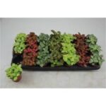 Fitonia gemengd 7 kl 9/10