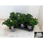Gardenia jasminodes 13/20