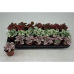 Hypoestes gem 9/10