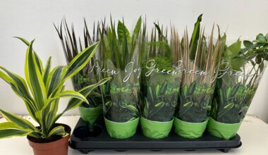 Dracena gemengd 17/45