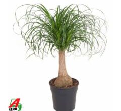 Baucarnea recurvata 17/60