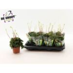 Peperomia Lilillan 12/30