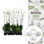 Phanelopsis white 12/65 2 st 16fl