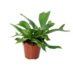 Platycerium bifurcatum 12/25