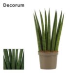 Sanseveria cylindrica 10/23