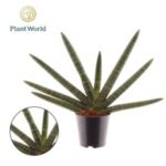 Sanseveria skyline 12/30