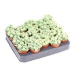 Sedum burito 13/15