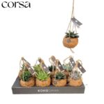 Succulenten 4 sort 12/15
