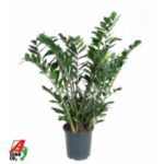Zaminoculcas zamifolia 12/50 2st